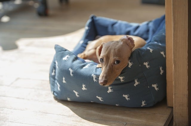 Zoflora Uses: Clean Your Dog Bed with Zoflora