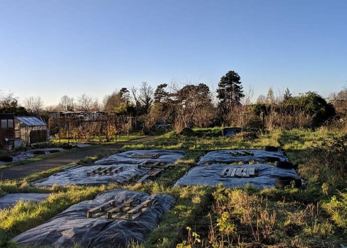 Allotment with weed suppressing membrane over the vegetable beds.