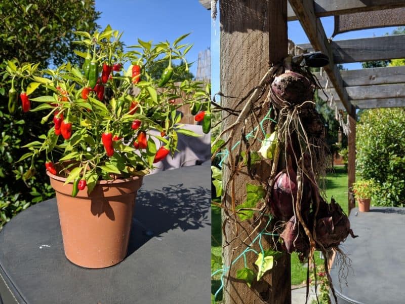 Saving money and being more eco-friendly by growing my own vegetables! Chilli plant on the left, and red onions hung up to dry on the right.