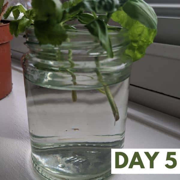 How to propagate basil: day 5