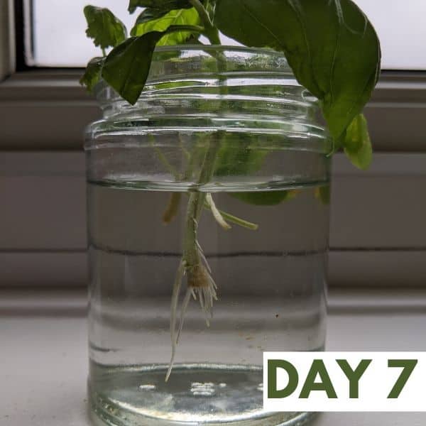 How to propagate basil: day 7. Basil starting to develop roots!