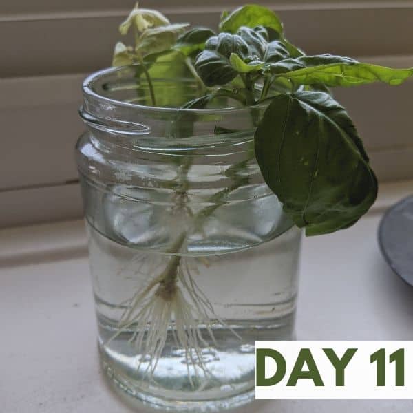 How to propagate basil: day 11 and the basil cutting is ready to pot up.