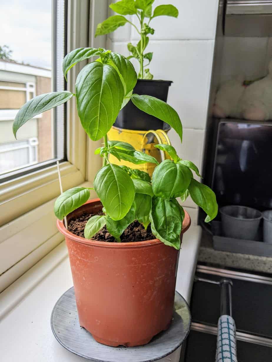 Propagated basil plant.