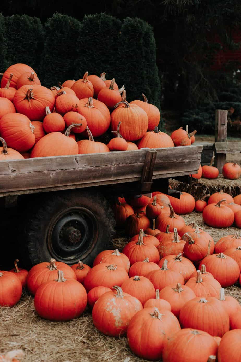 Save money on Thanksgiving dinner by shopping seasonally. Seasonal pumpkins stacked up on a pick up truck.