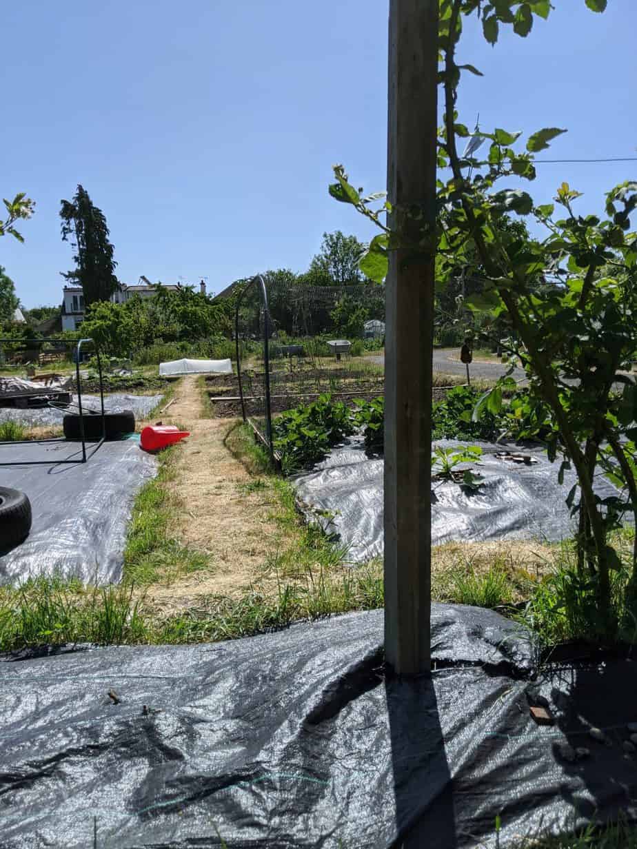 A photo of an allotment on a sunny day. Part of frugal living tip 14: grow your own vegetables.